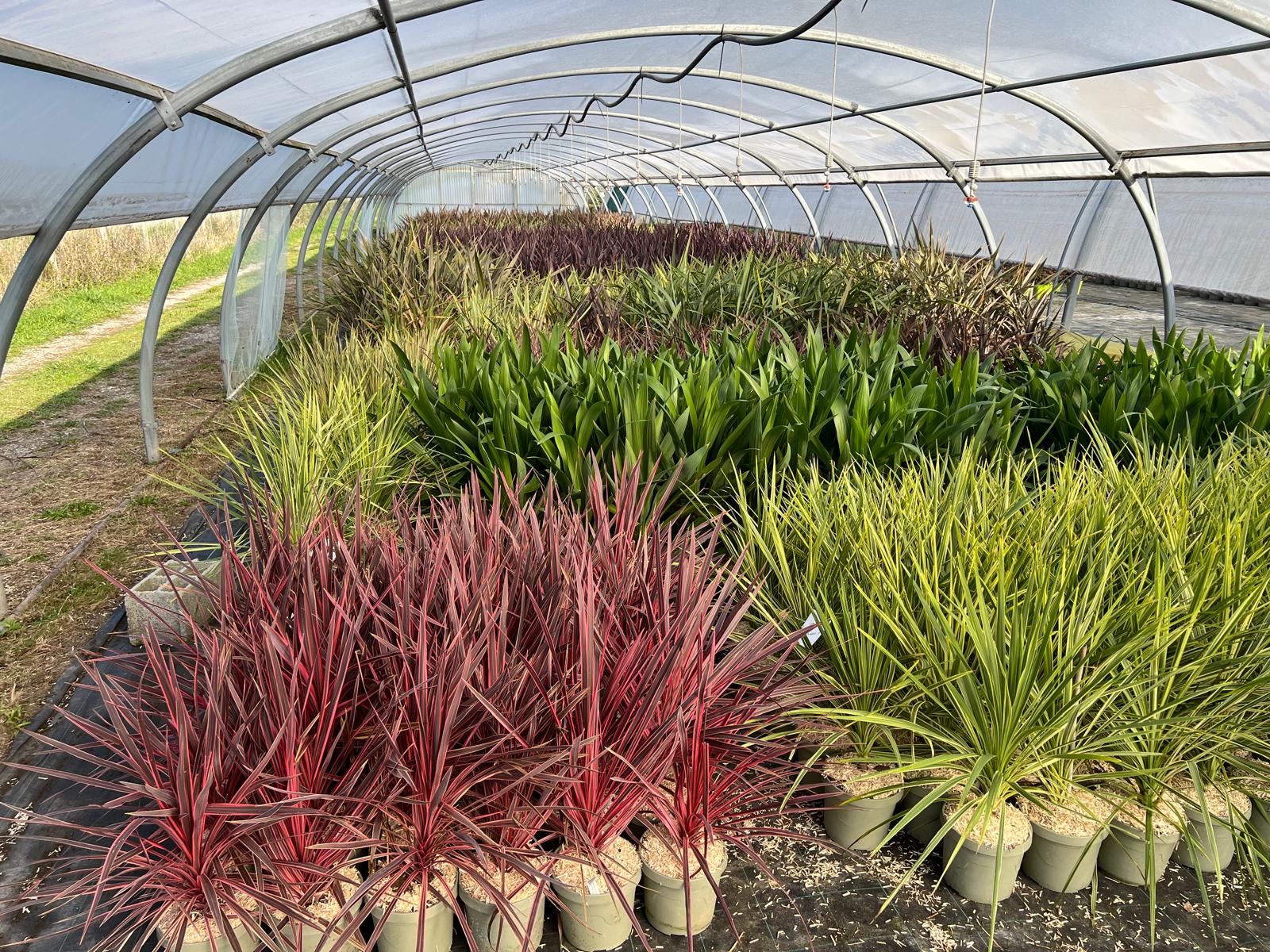 Collection de plantes d’extérieur prête à être installée