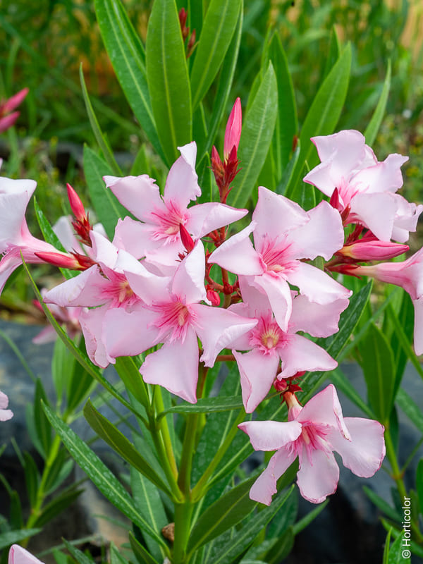 Plantes d’extérieur cultivées en France