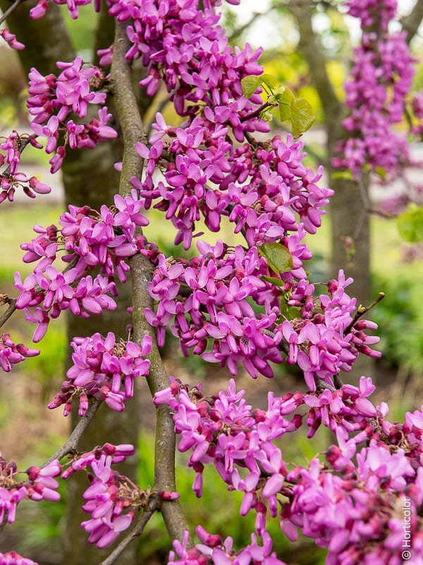 Plantes fleuries et graminées faciles d’entretien