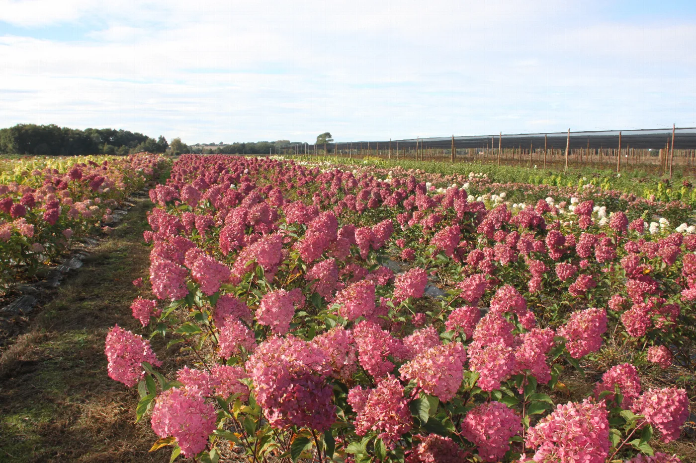 Hydrangea paniculata Vanille Fraise en promotion chez Ma Pépinière