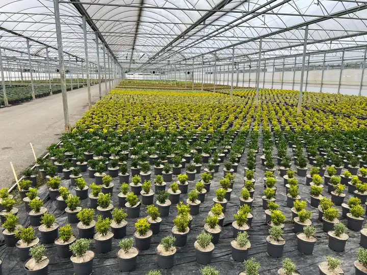Jeunes plants en godets sous serre