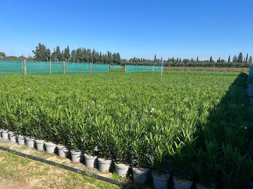 Vivaces et plants sous serre