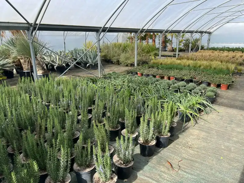 Aromatiques et plantes méditerranéennes