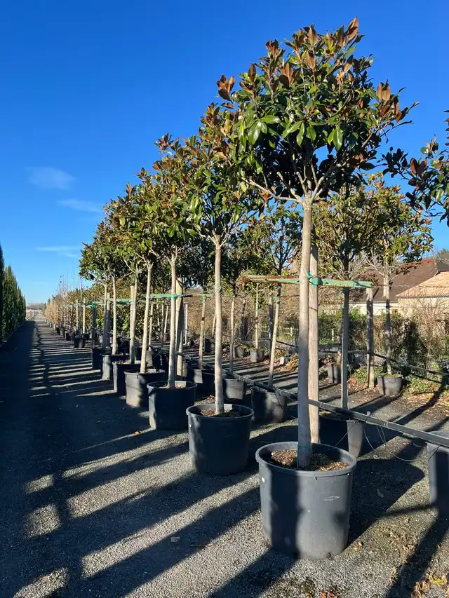 Magnolias sur tige