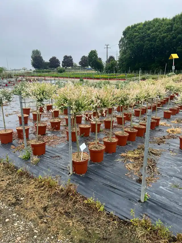 Grands arbres en conteneur