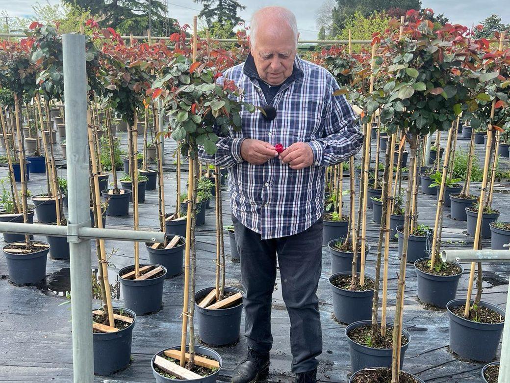 Champ de culture d'un pépiniériste partenaire, alignements de jeunes plants