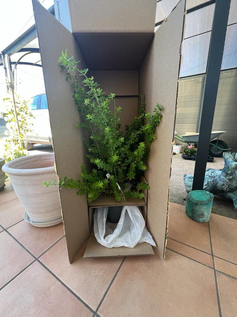 Préparation soignée d'une commande de plantes avec emballage écologique