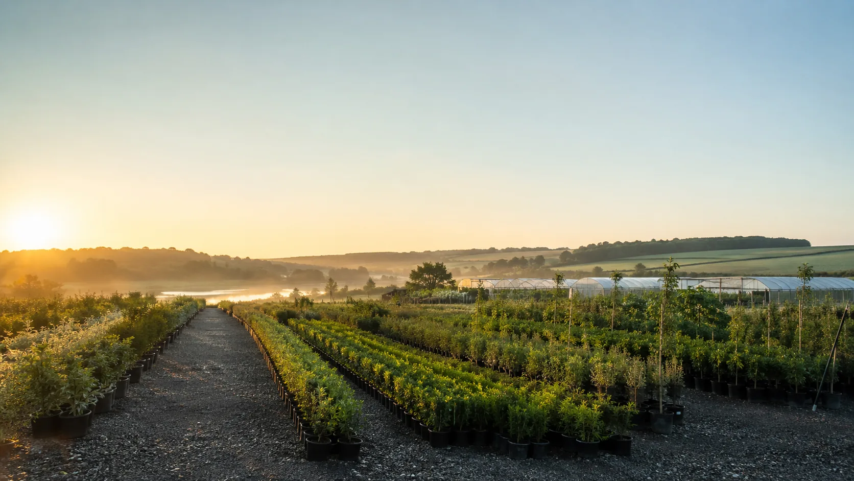 Champ de pépinière au lever du soleil