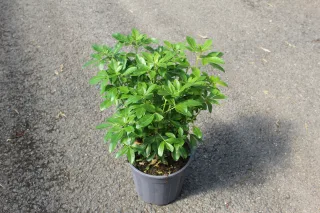 Pot 3L