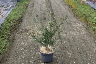 Pot 7.5L