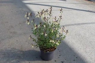 Pot 3L