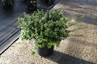 Pot 7.5L hauteur moyenne 30/40 cm (hors pot)