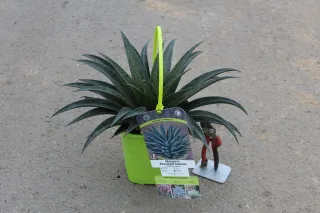 Pot 3L