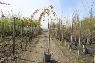 Pot 30L formé en tige de 200 cm, avec une force de 8 à 10 cm, pour une hauteur totale de 200 à 300 cm (hors pot)