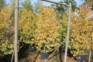 Pot 30L hauteur moyenne 175/200 cm (hors pot)