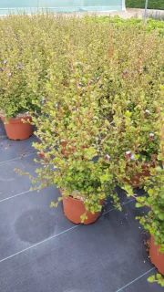 Pot 3L 30/40