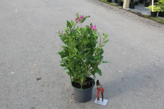 Pot 3L