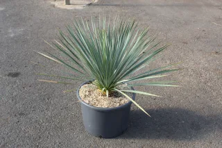 Pots 20 Litres haut. 70/90 cm circonf. 15/20 cm