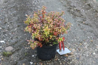 Pot 3L