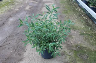 Pot 7.5L