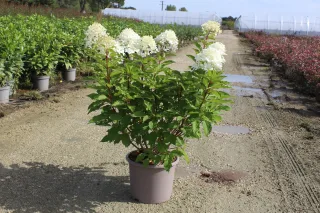 Pot 15L