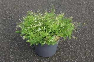 Pot 7.5L