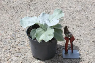 Pot 3L