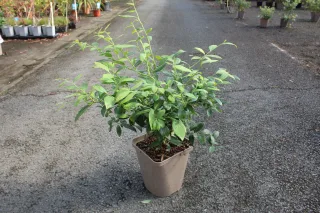 Pot 5L hauteur moyenne 40/60 cm (hors pot)