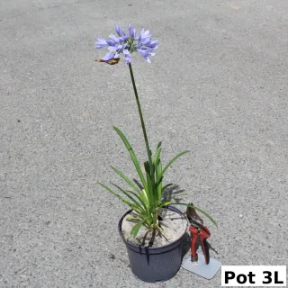 Pot 3L