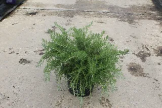 Pot 7.5L