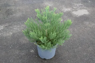 Pot 15L hauteur moyenne 40/60 cm (hors pot)