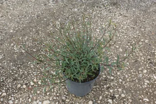 Pot 5L