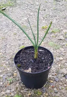 Pot 1.5L