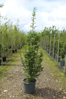 Pot 30L formé en tige de 200 cm, avec une force de 6 à 8 cm, pour une hauteur totale de 200 à 300 cm (hors pot)
