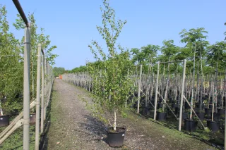 Pot 30L formé en tige de 200 cm, avec une force de 8 à 10 cm, pour une hauteur totale de 200 à 300 cm (hors pot)