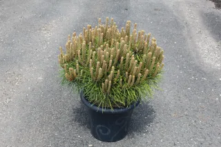 Pot 7.5L