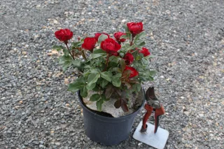 Pot 3L