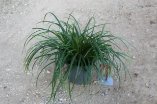 Pot 3L