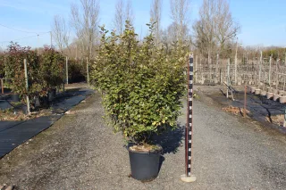Pot 35L hauteur 125-150 cm (hors pot)