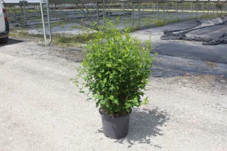 Pot 15L