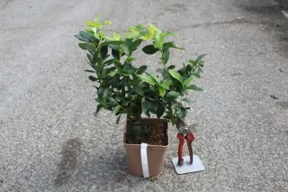 Pot 2L hauteur moyenne 20/40 cm (hors pot)