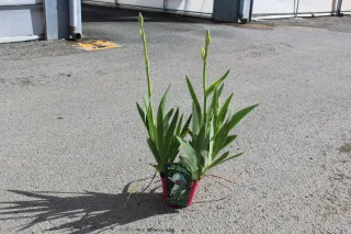 Pot 2,5L