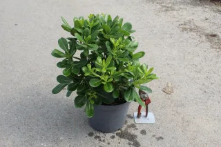 Pot 5L