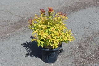 Pot 7.5L