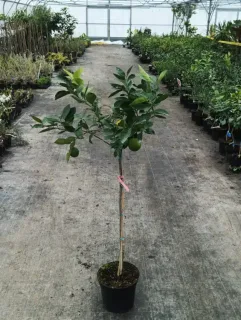 Pot 8L sur FA5 - formé en petit baliveau