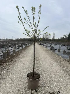 Pot 12L formé en gobelet sur une tige de 60-70 cm, hauteur totale de 125-150 cm (hors pot), plante âgée de 3 ans