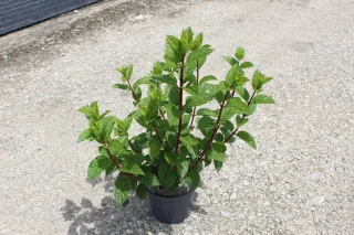 Pot 3L