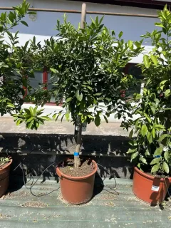 Pot 45L