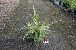 Pot 3L hauteur moyenne 40/60 cm (hors pot)