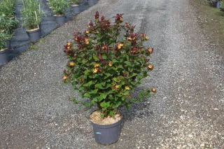 Pot 7.5L